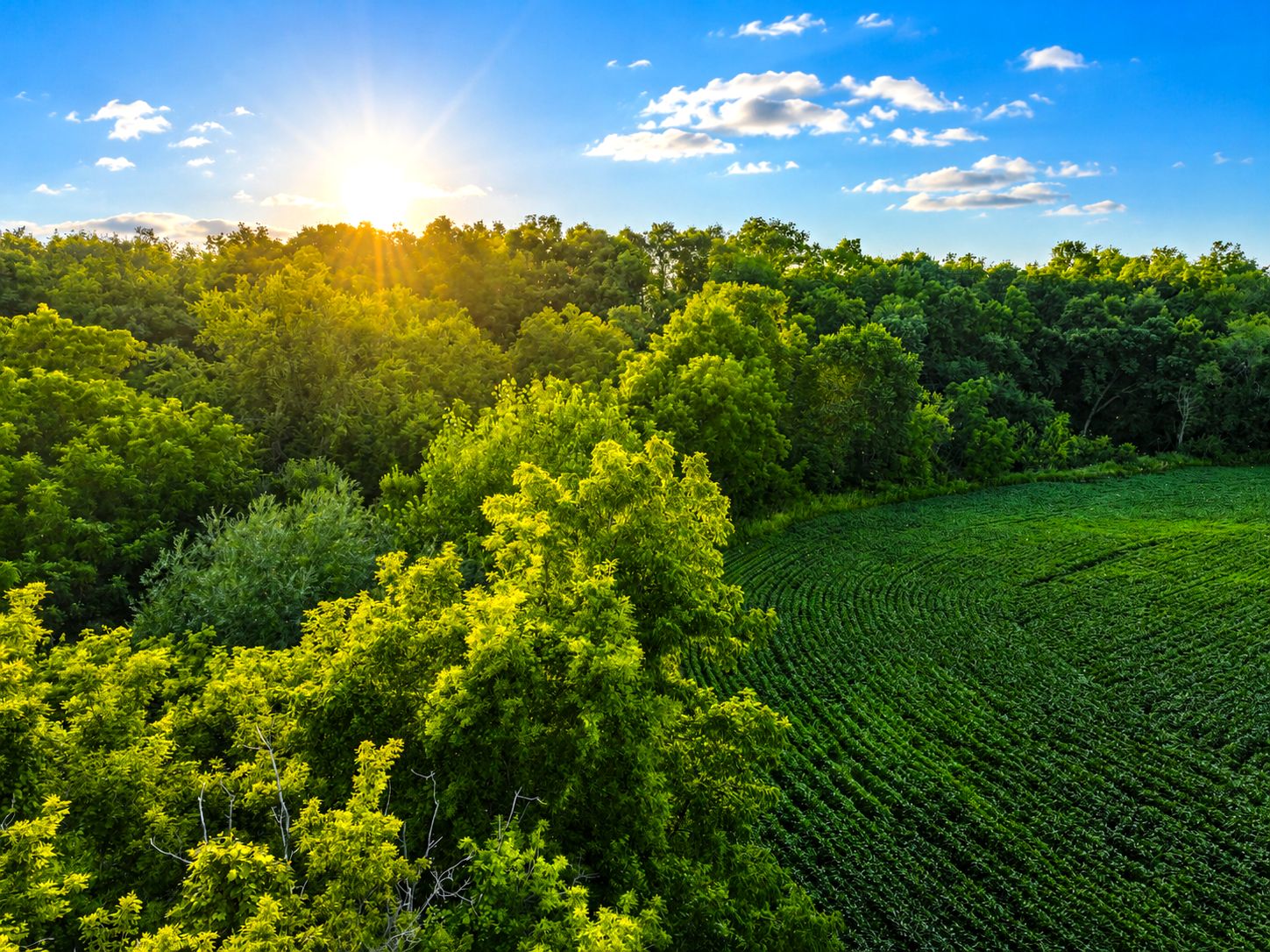Listing Photo: Iowa-Timber-Land-For-Sale